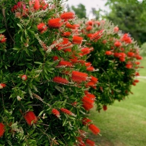 Perie de sticla rosie (Callistemon Laevis) - Img 3