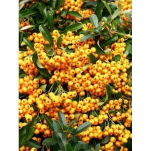 Piracanta galbena (Pyracantha Golden Charmer) - Img 4