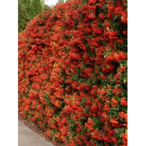 Piracanta portocalie (Pyracantha Orange Glow) - Img 2