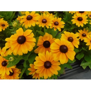 Rudbeckia hirta Claire Orange