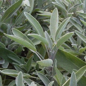 Salvie (Salvia officinalis) - Img 4