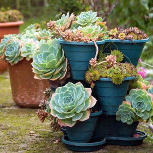 Sempervivum hybridum Mix - Img 2