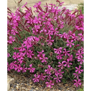 Silena (Silene schafta rose)