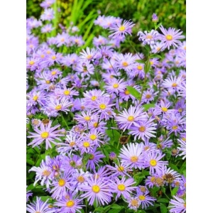 Stelute de toamna (Aster frikarti)