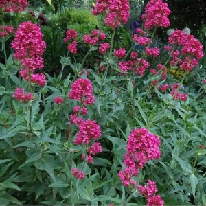 Valeriana Rosie (Centranthus ruber coccineus)
