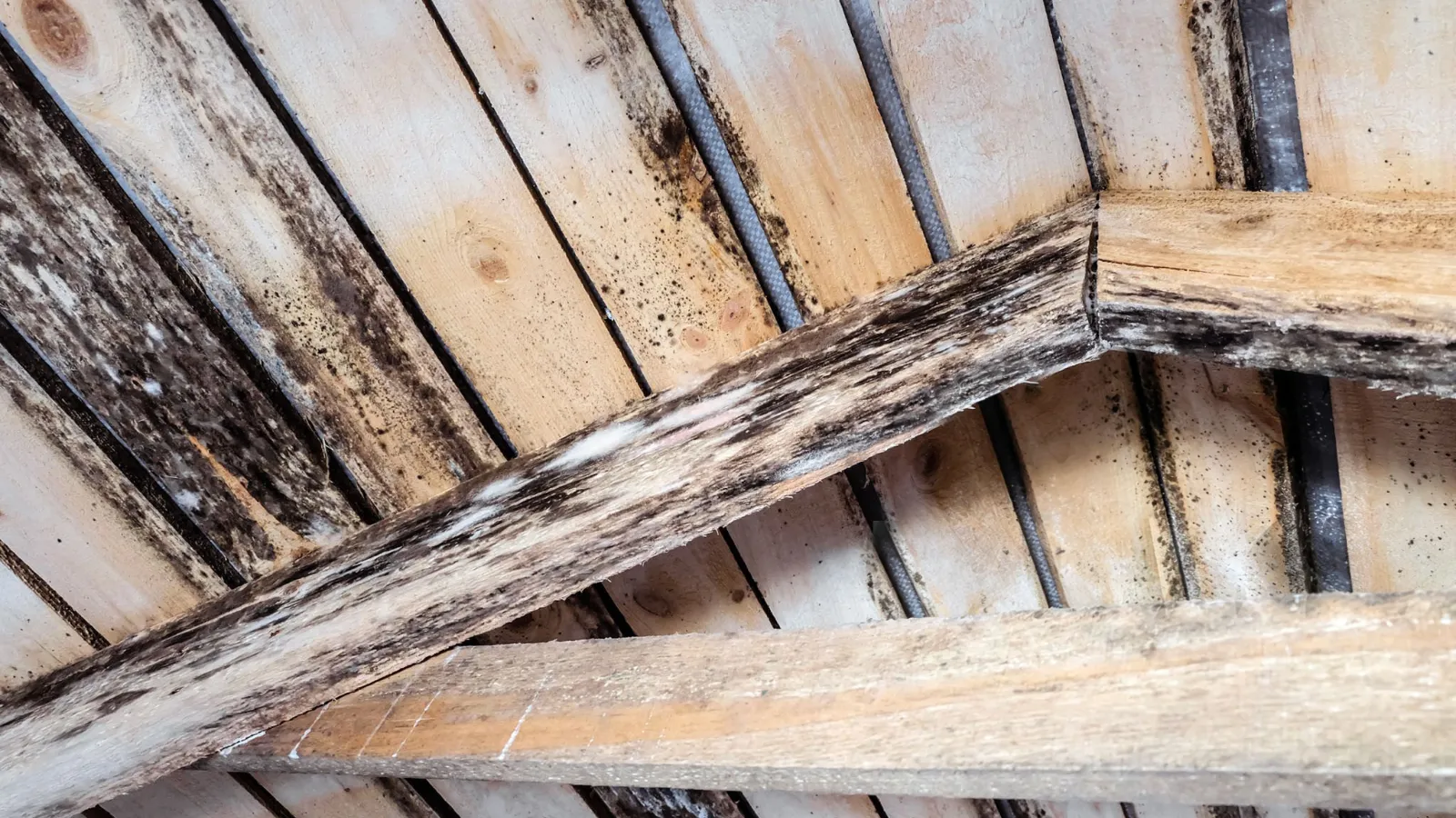 Mucegai negru pe astereala dintre capriori, cauzat de umezeala ramasa in acoperis
