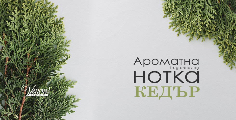 Ароматна нотка кедър - една хилядолетна история