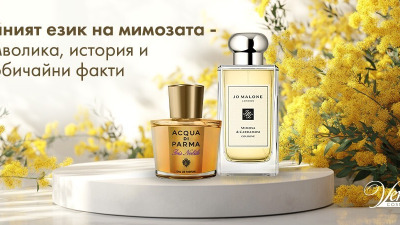 Тайният език на мимозата – символика, история и необичайни факти