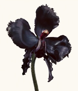 Tom Ford Black Orchid Reserve Parfum 50ml за Жени - Img 3