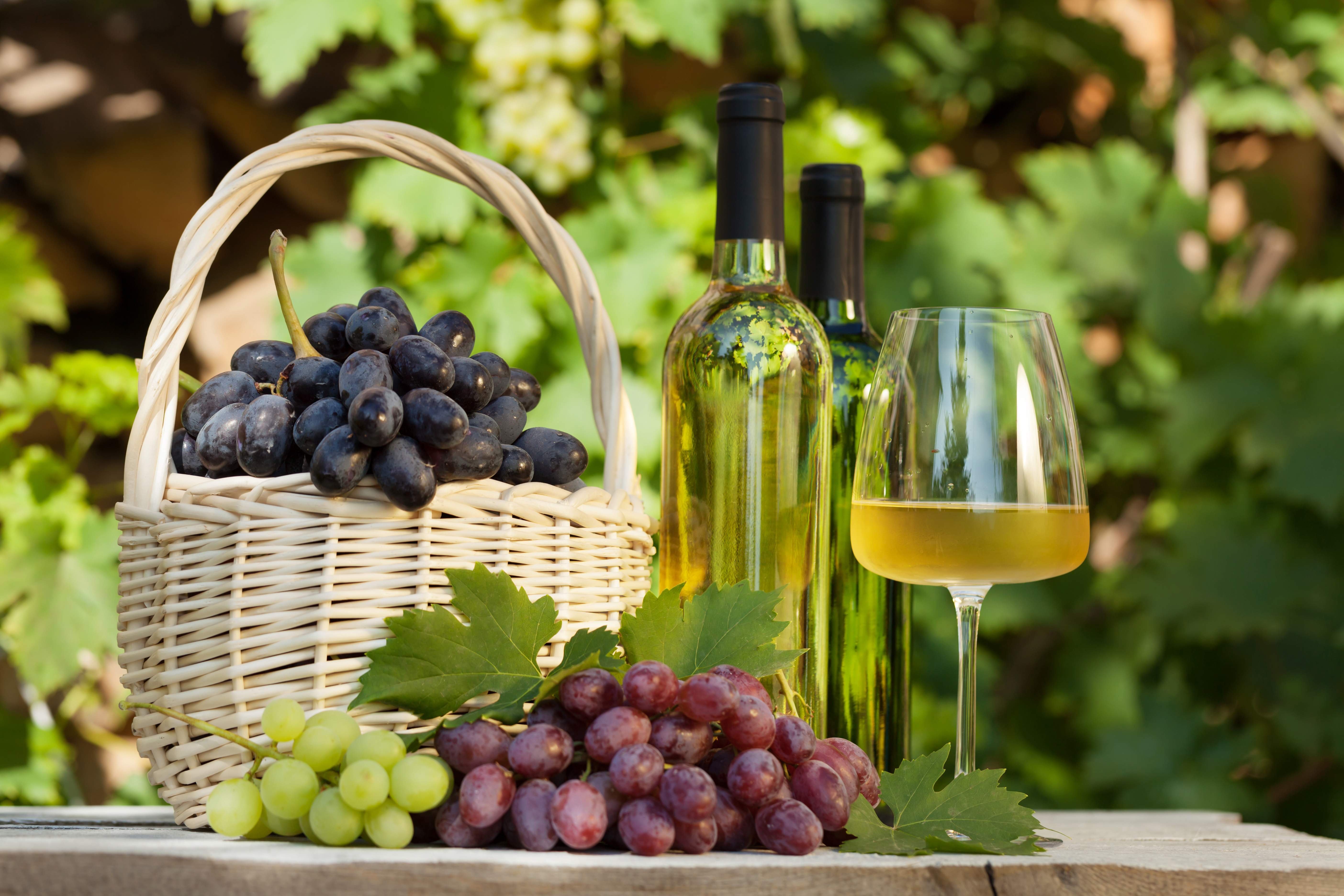 Momentul cel mai asteptat de catre viticultori – recoltarea strugurilor