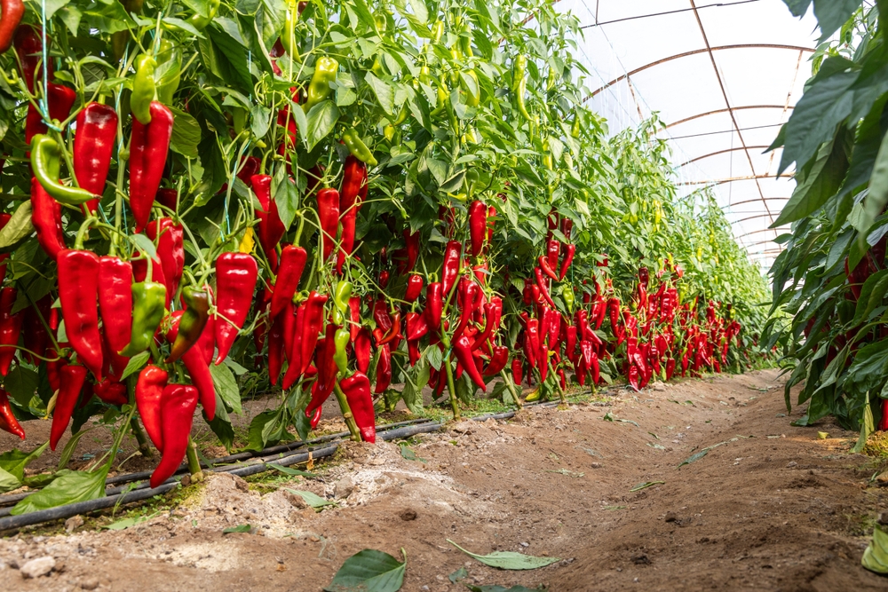 Cultivarea ardeilor capia în solar: sfaturi pentru o recoltă bogată