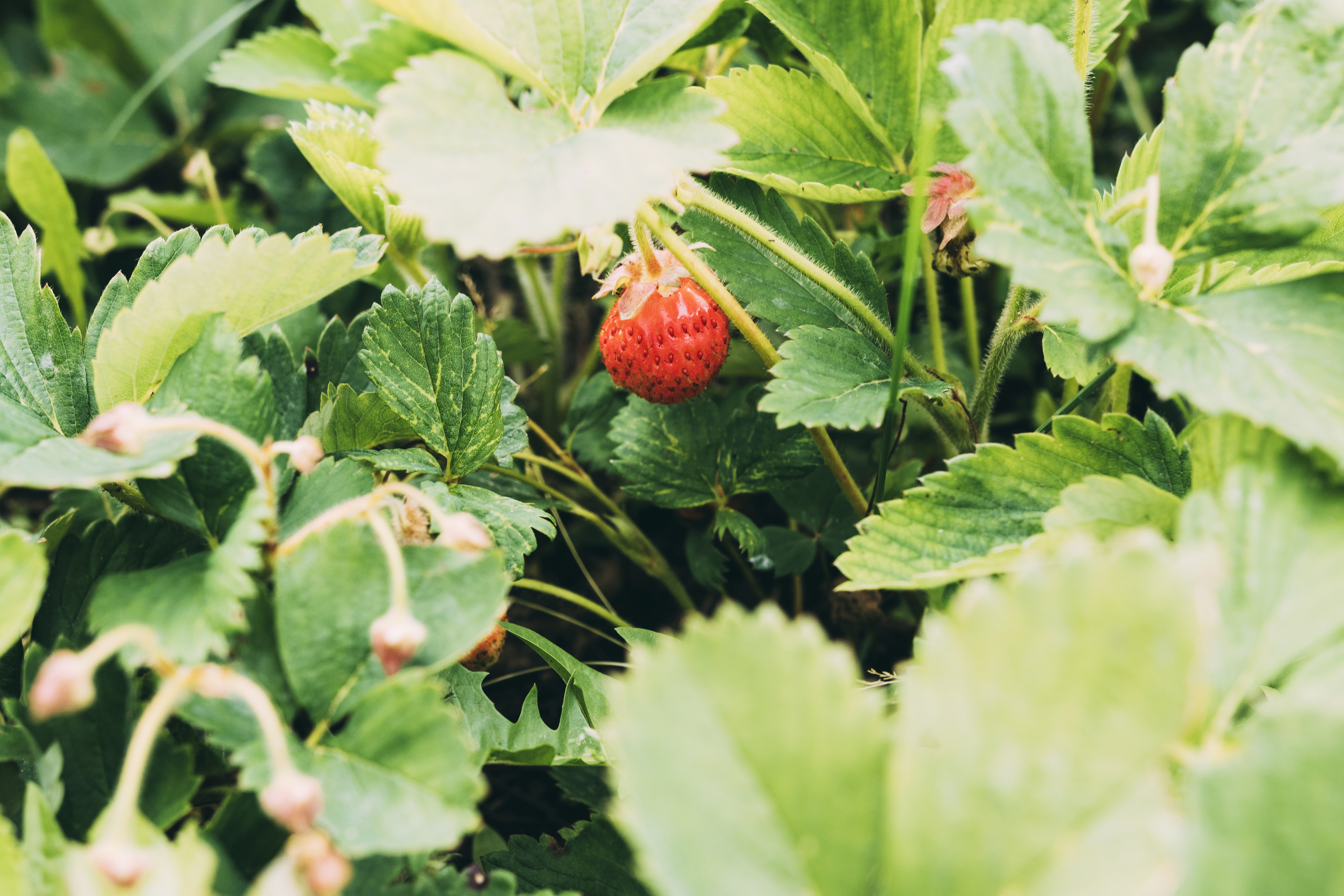 Cultura de capsuni: plantare, intretinere si recoltare