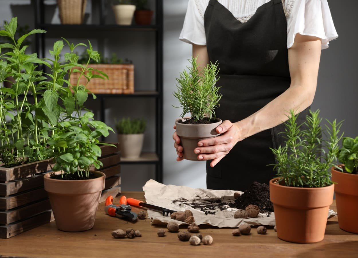 Cultivarea ierburilor aromatice acasa: sfaturi si trucuri