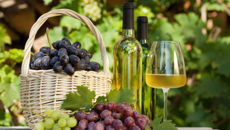 Momentul cel mai asteptat de catre viticultori – recoltarea strugurilor