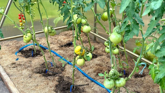 Permacultura in solarii: cum sa creezi un ecosistem echilibrat si productiv