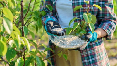 Aplicarea îngrășămintelor la pomii fructiferi: perioade și unelte utile