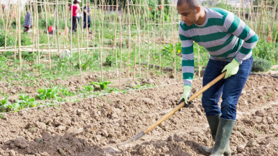Cultivare porumb: pașii esențiali pentru a obține o recoltă sănătoasă și productivă