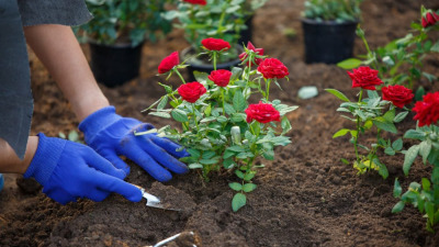 Plantarea trandafirilor primavara: ghid pas cu pas