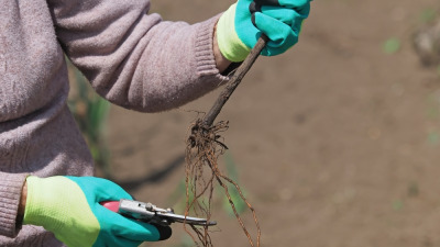 Plantarea viței-de-vie în sezonul de toamnă: ghid pentru începători