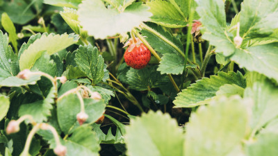 Cultura de capsuni: plantare, intretinere si recoltare