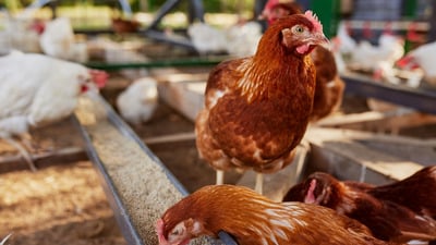 Hrănirea găinilor la curte: avantajele morii de cereale pentru un sistem de hrană sănătos