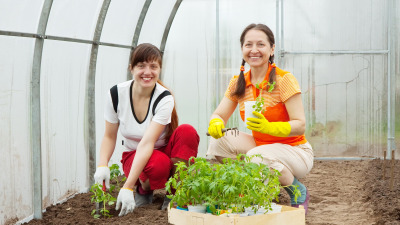 Ce legume se planteaza in solar in functie de anotimp?