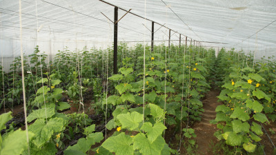 Cultura de castraveti in solar: ghid esential pentru o recolta bogata