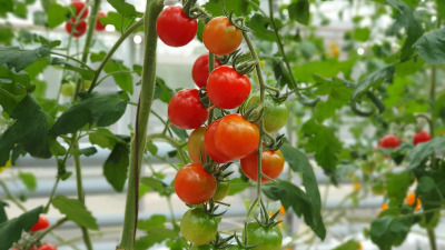 Plantarea rosiilor in solar: cand si cum se planteaza?