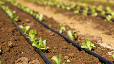 Banda de picurare vs. furtun de irigat: o analiza comparativa pentru gradinarii moderni