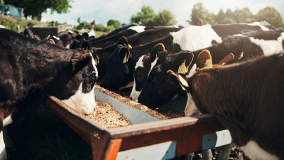 Soiuri de furaje ideale pentru a fi tocate: un ghid pentru fermieri