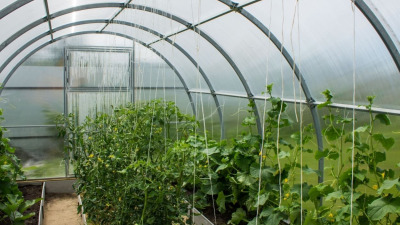 Importanta rotatiei culturilor in planificarea anuala a solariilor