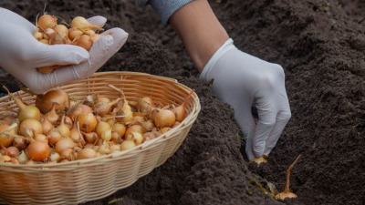 Plantare arpagic primavara: ce trebuie sa stii pentru o recolta bogata