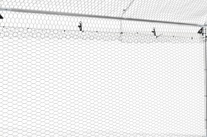 Bird cage MF 3x4x2m G01 - Img 7