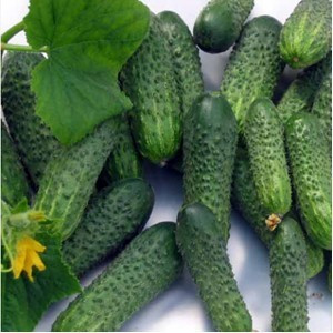 Castraveti cornisor (vrac)