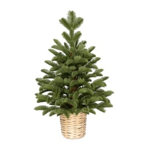 Novogodisnja jelka u saksiji zelena 60cm 250310