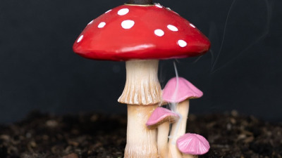 Conurile de tamaie: Secretele unei aromaterapii de succes