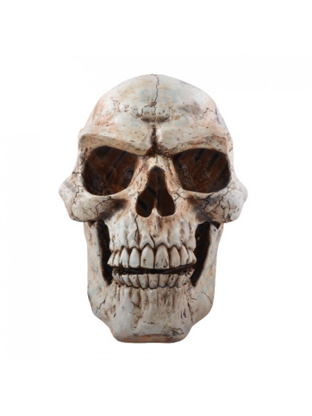 Statueta Craniu Uman 47cm