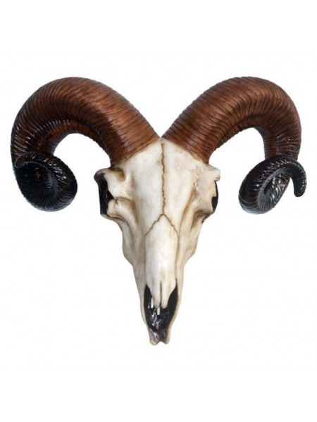 Decoratiune perete Craniu de Berbec 33 cm