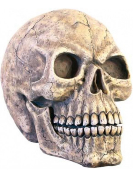 Statueta Craniu Uman 40cm