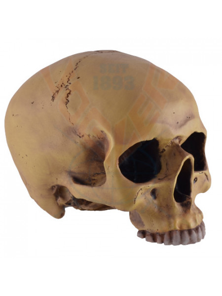 Decoratiune pentru birou Craniu uman 19cm