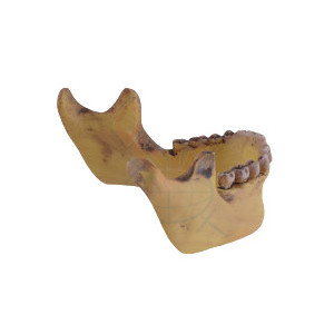 Decoratiune pentru birou Maxilar 10cm - Img 6