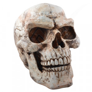Statueta Craniu Uman 47cm - Img 5
