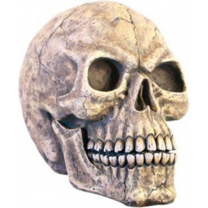 Statueta Craniu Uman 40cm