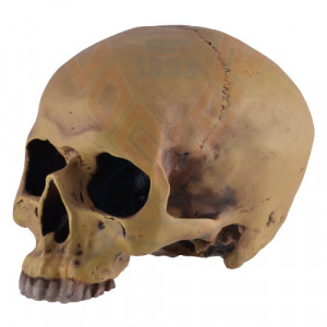 Decoratiune pentru birou Craniu uman 19cm - Img 4