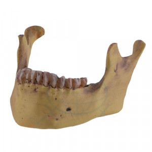 Decoratiune pentru birou Maxilar 10cm - Img 3