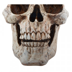 Statueta Craniu Uman 47cm - Img 2
