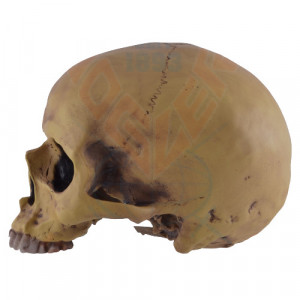 Decoratiune pentru birou Craniu uman 19cm - Img 5