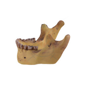 Decoratiune pentru birou Maxilar 10cm - Img 4