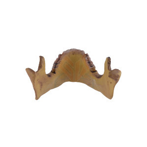 Decoratiune pentru birou Maxilar 10cm - Img 5