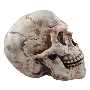 Statueta Craniu Uman 47cm - Img 4